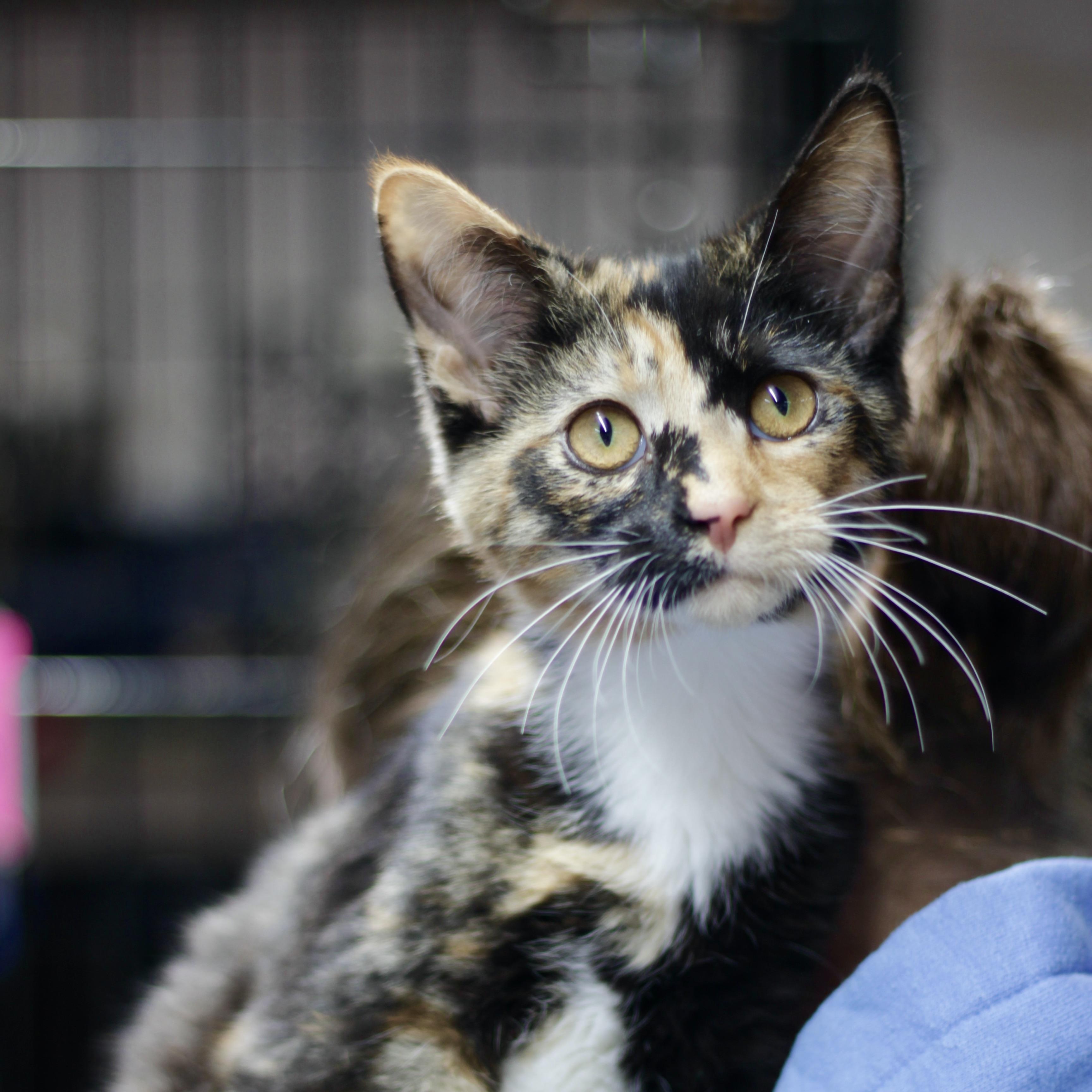 Enlarge Carney, a ADOPTABLE Domestic Short Hair in Avon, OH image 1/1