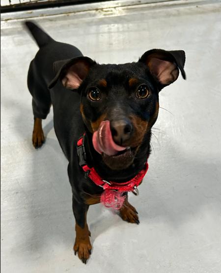 Enlarge Felix, a ADOPTABLE Miniature Pinscher in Brunswick, OH image 4/4