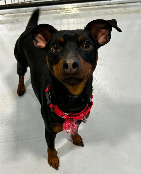 Felix, ADOPTABLE, Puppy Male Miniature Pinscher.