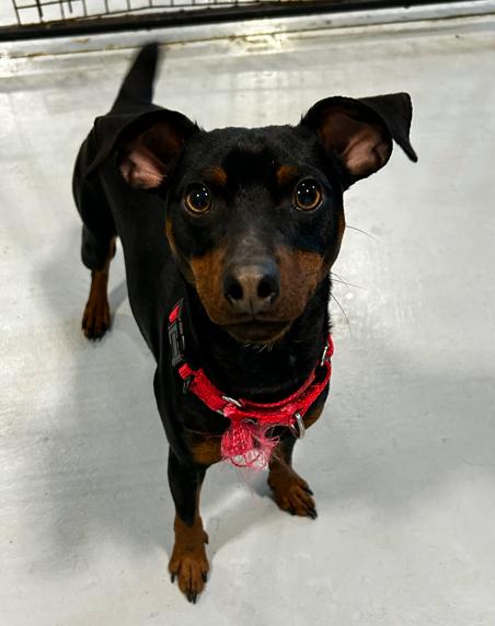 Enlarge Felix, a ADOPTABLE Miniature Pinscher in Brunswick, OH image 3/4