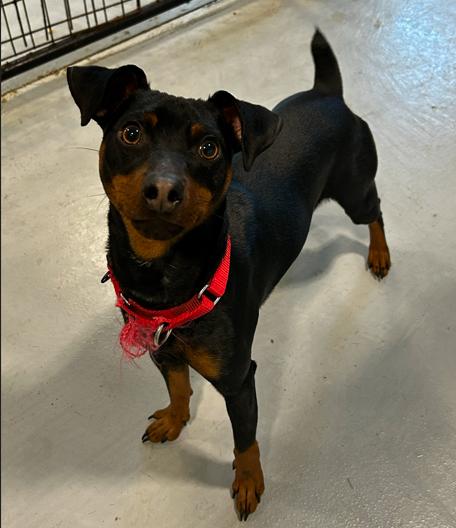 Enlarge Felix, a ADOPTABLE Miniature Pinscher in Brunswick, OH image 2/4