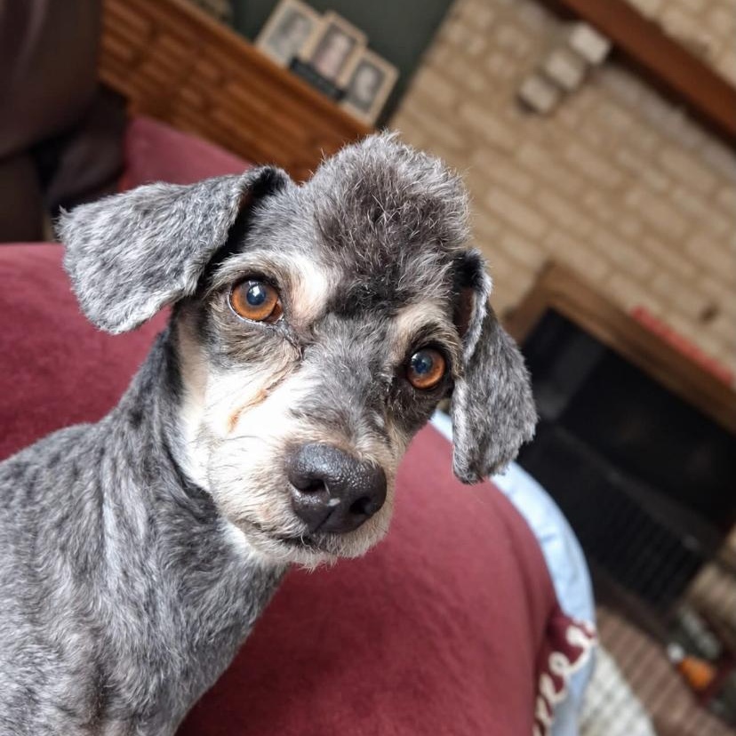 Night, ADOPTABLE, Adult Male Miniature Poodle.