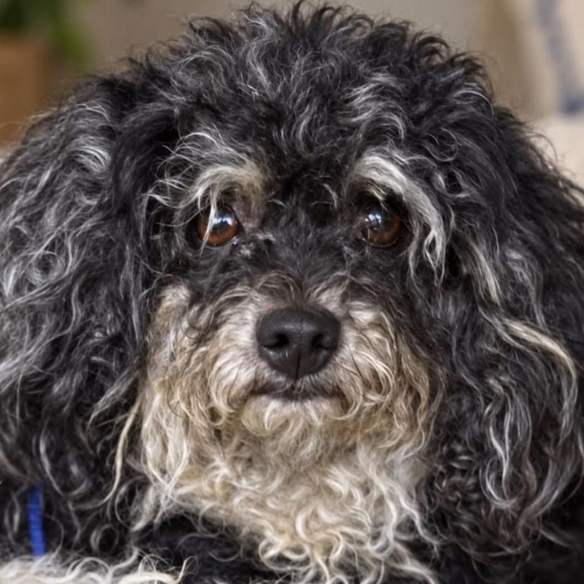 Enlarge Night, a ADOPTABLE mixed breed in Philadelphia, PA image 3/3