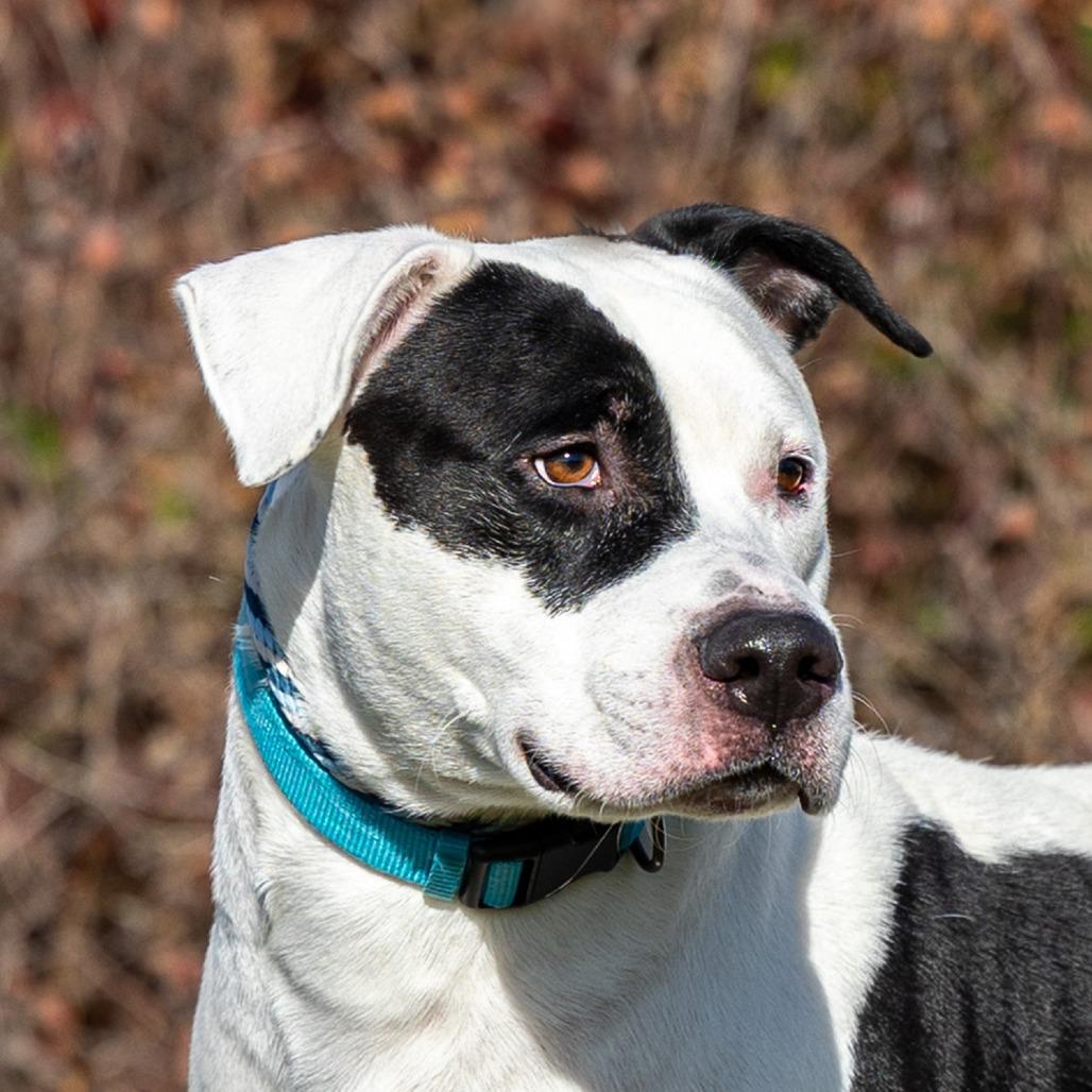 Zeus, Adoptable, Adult Male American Bulldog & Mixed Breed.