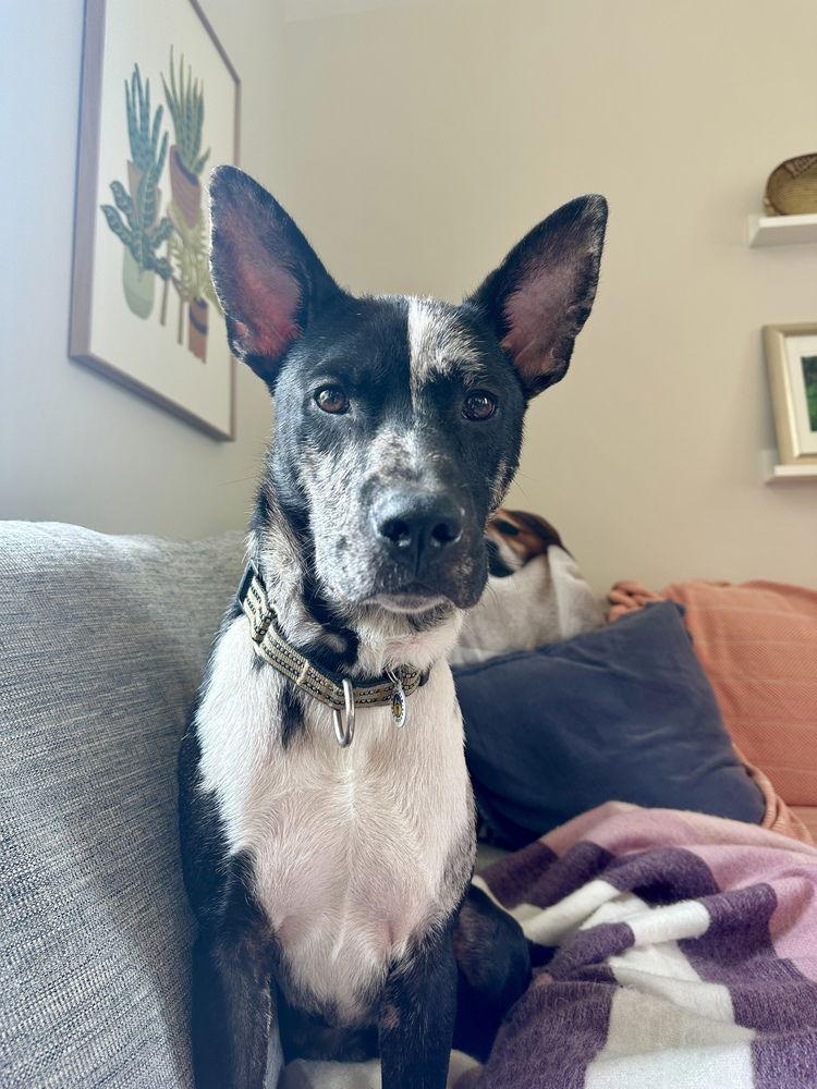 King, a Adoptable Terrier in Candler, NC image 1/3