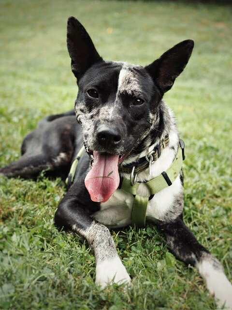 King, a Adoptable Terrier in Candler, NC image 2/3