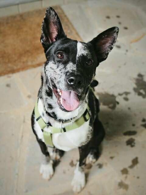 King, a Adoptable Terrier in Candler, NC image 3/3