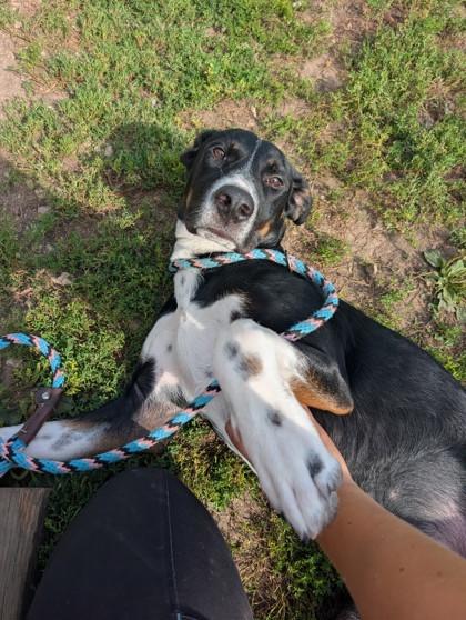 Joe, Adoptable, Puppy Male Coonhound & Mixed Breed.