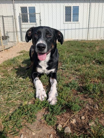 Enlarge Joe, a Adoptable mixed breed in St. Anne, IL image 2/2