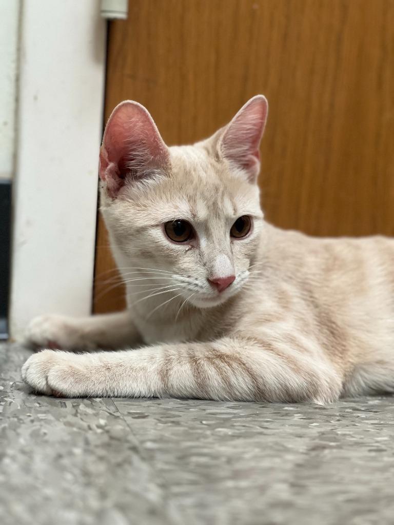 BEATLE, a Adoptable Domestic Short Hair in Chillicothe, OH image 1/2