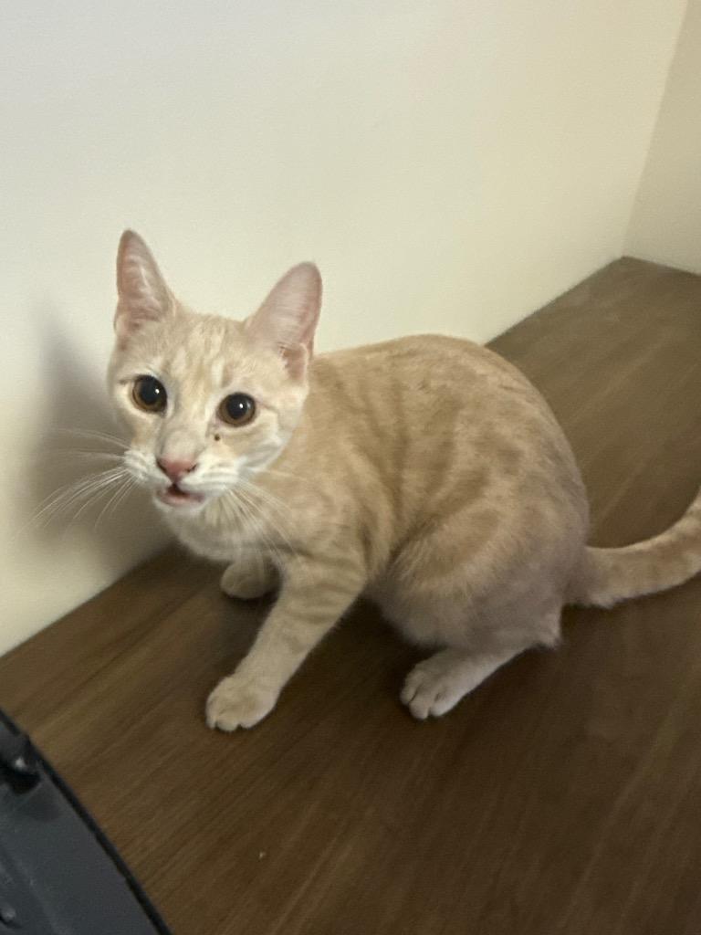 BEATLE, a Adoptable Domestic Short Hair in Chillicothe, OH image 2/2