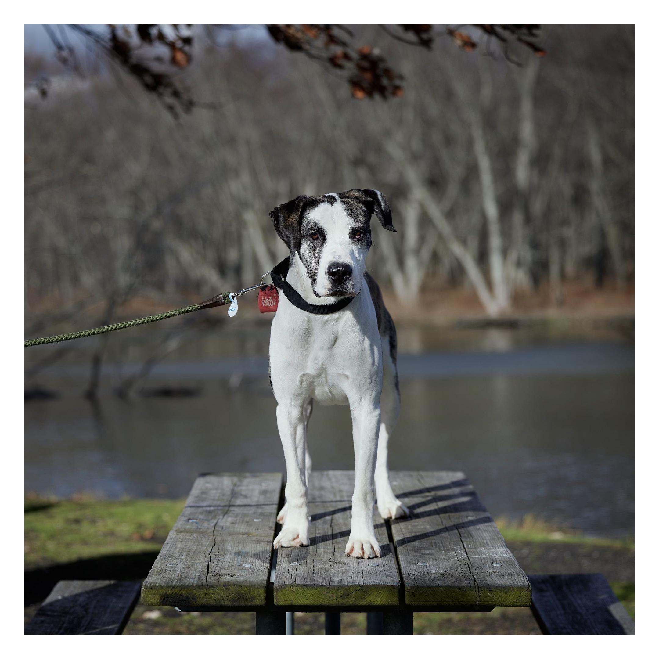 Zion, Adoptable, Adult Male Boxer.