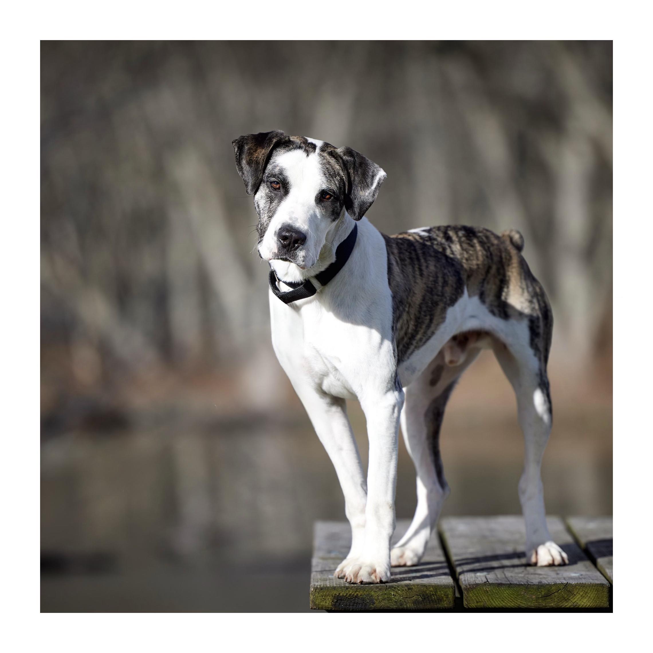 Zion, a Adoptable mixed breed in Chicago, IL image 1/5