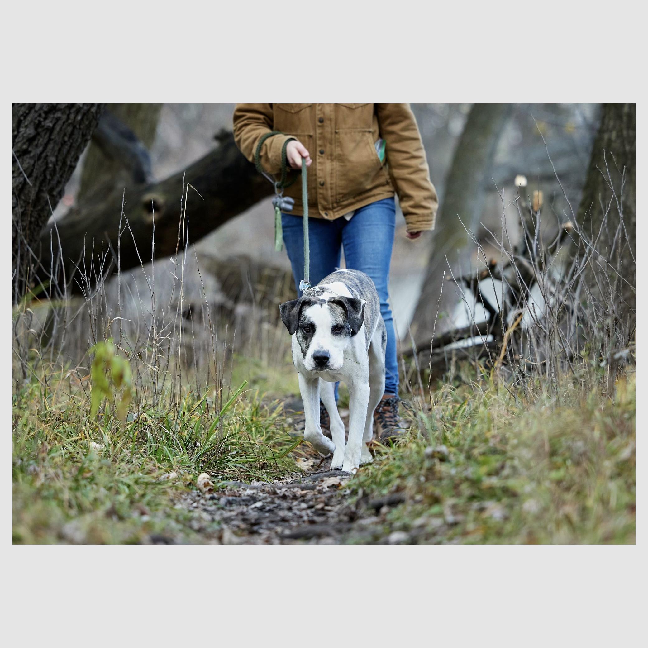 Zion, a Adoptable mixed breed in Chicago, IL image 2/5
