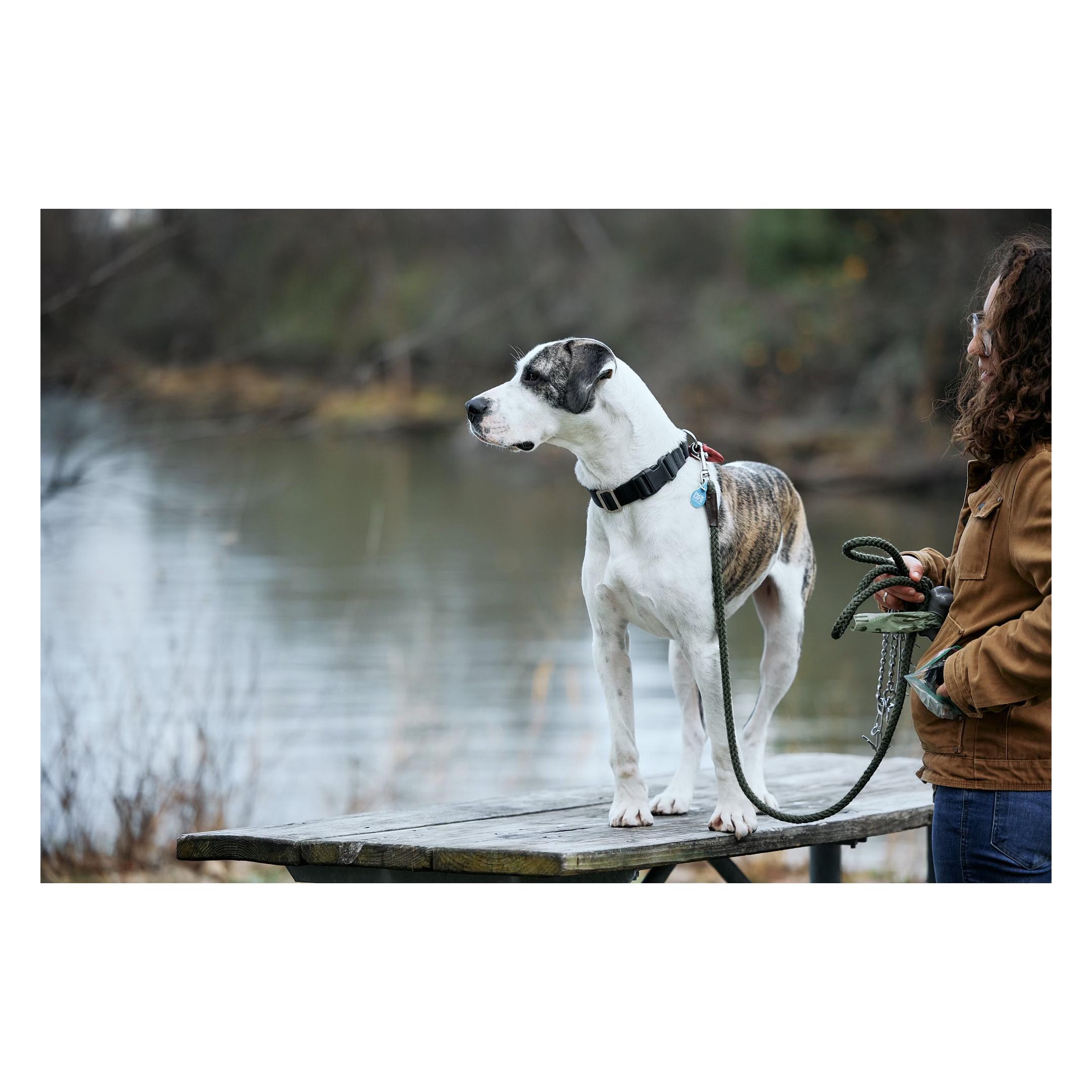 Zion, a Adoptable mixed breed in Chicago, IL image 4/5