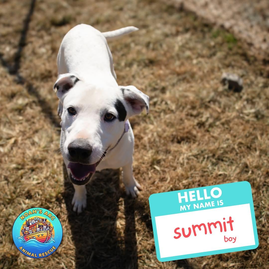 SUMMIT, Adoptable, Young Male Mixed Breed.