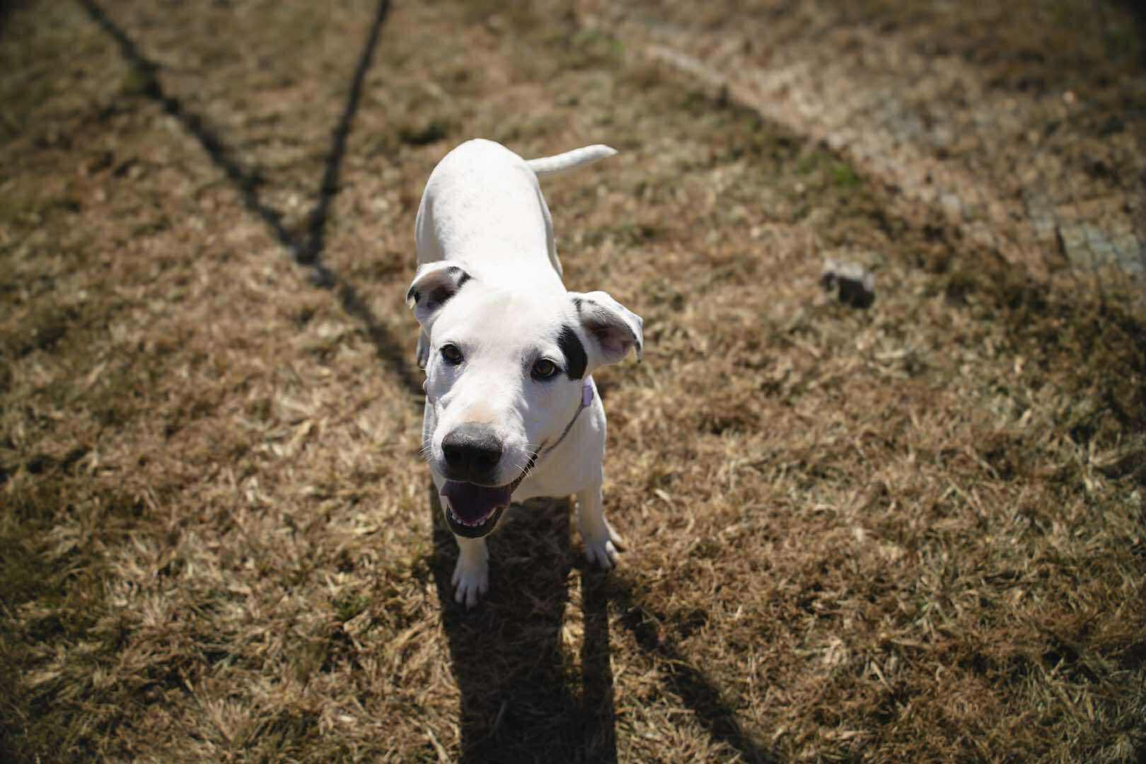 Enlarge SUMMIT, a Adoptable Mixed Breed in Talbott, TN image 5/5
