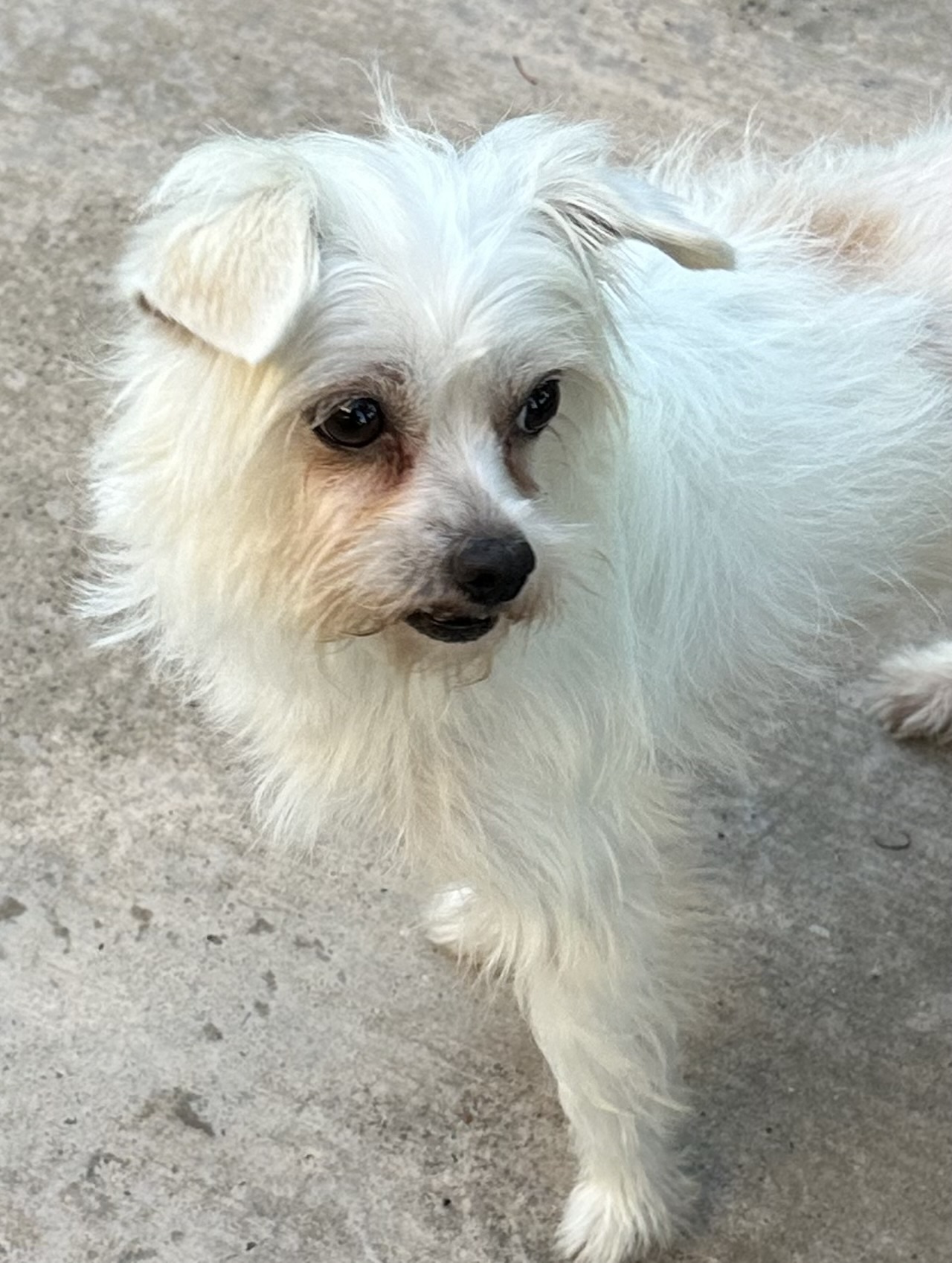 Dog for adoption Lily, a Terrier & Maltese Mix in Elk Grove, CA