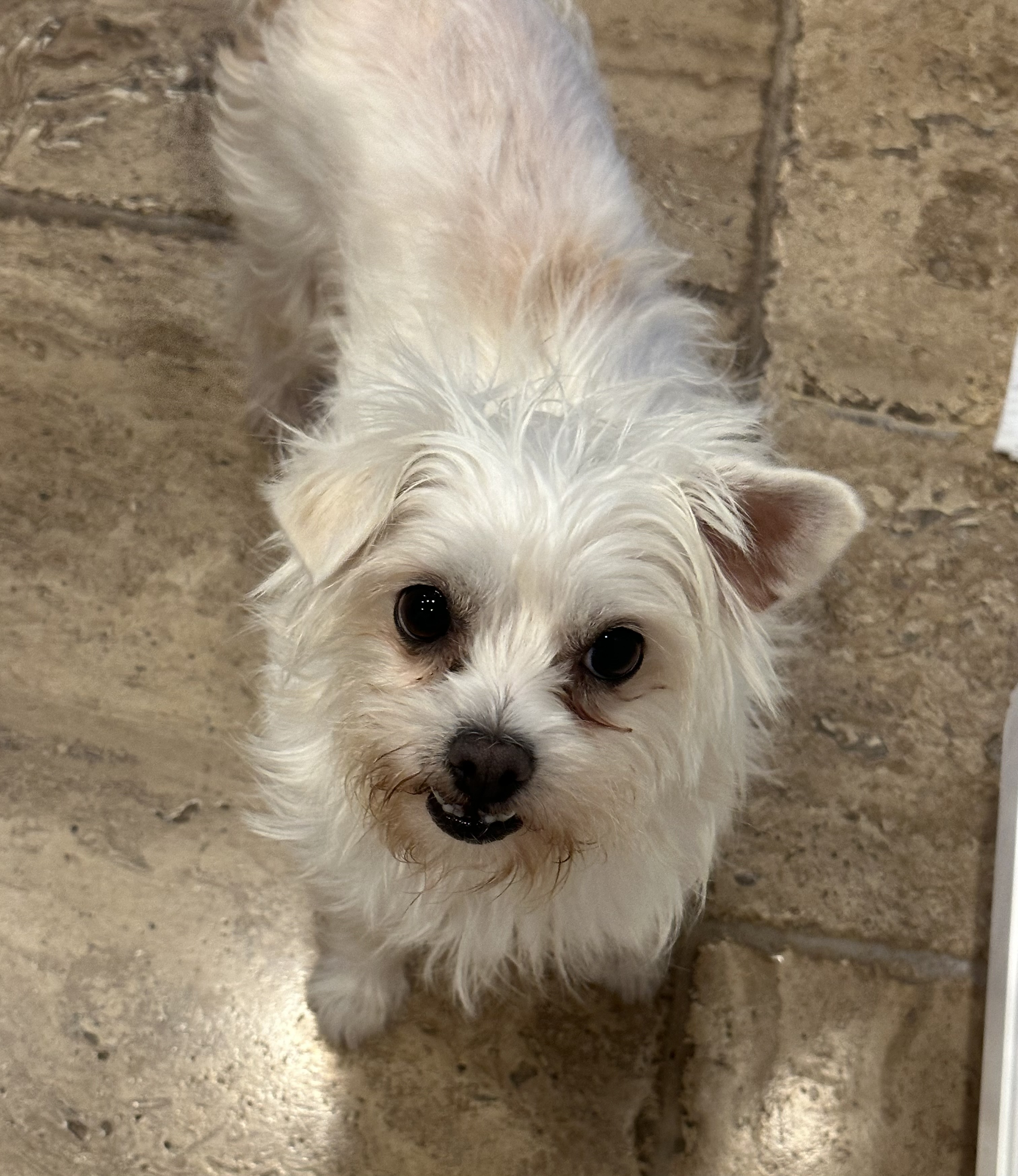Dog for adoption Lily, a Terrier & Maltese Mix in Elk Grove, CA