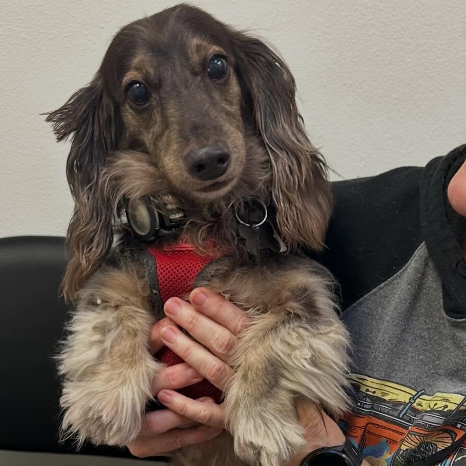 Winston (Bonded w/Sadie), ADOPTABLE, Senior Male Dachshund (Long Haired).