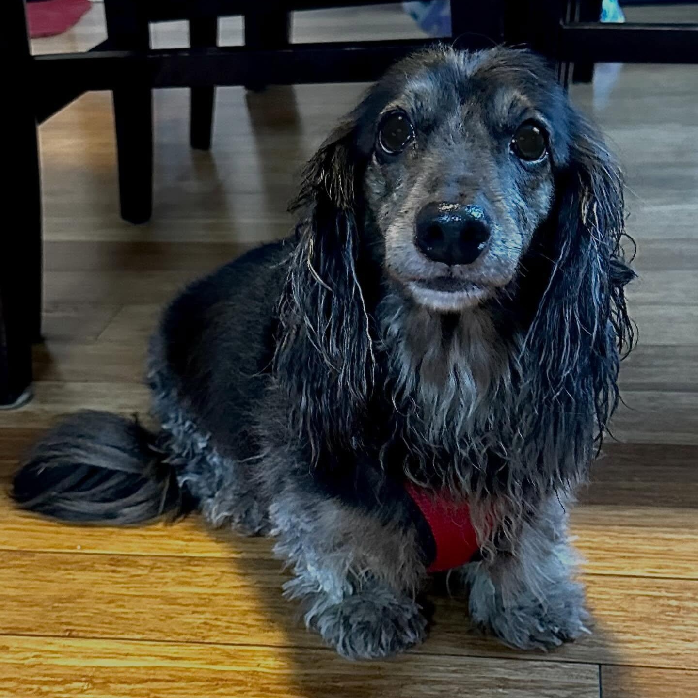 Enlarge Winston (COMING SOON), a ADOPTABLE Dachshund (Long Haired) in Portland, OR image 1/1