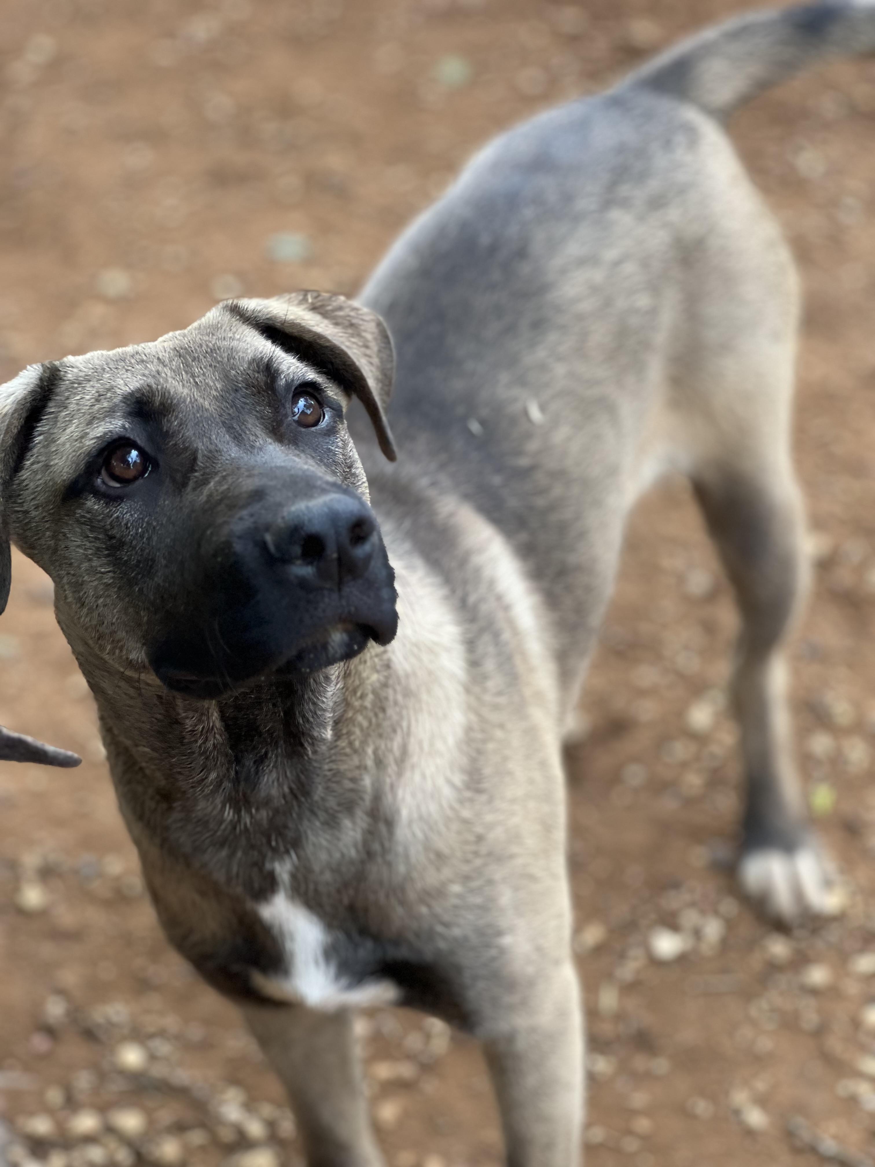Enlarge Linus, a Adoptable mixed breed in Seguin, TX image 2/5