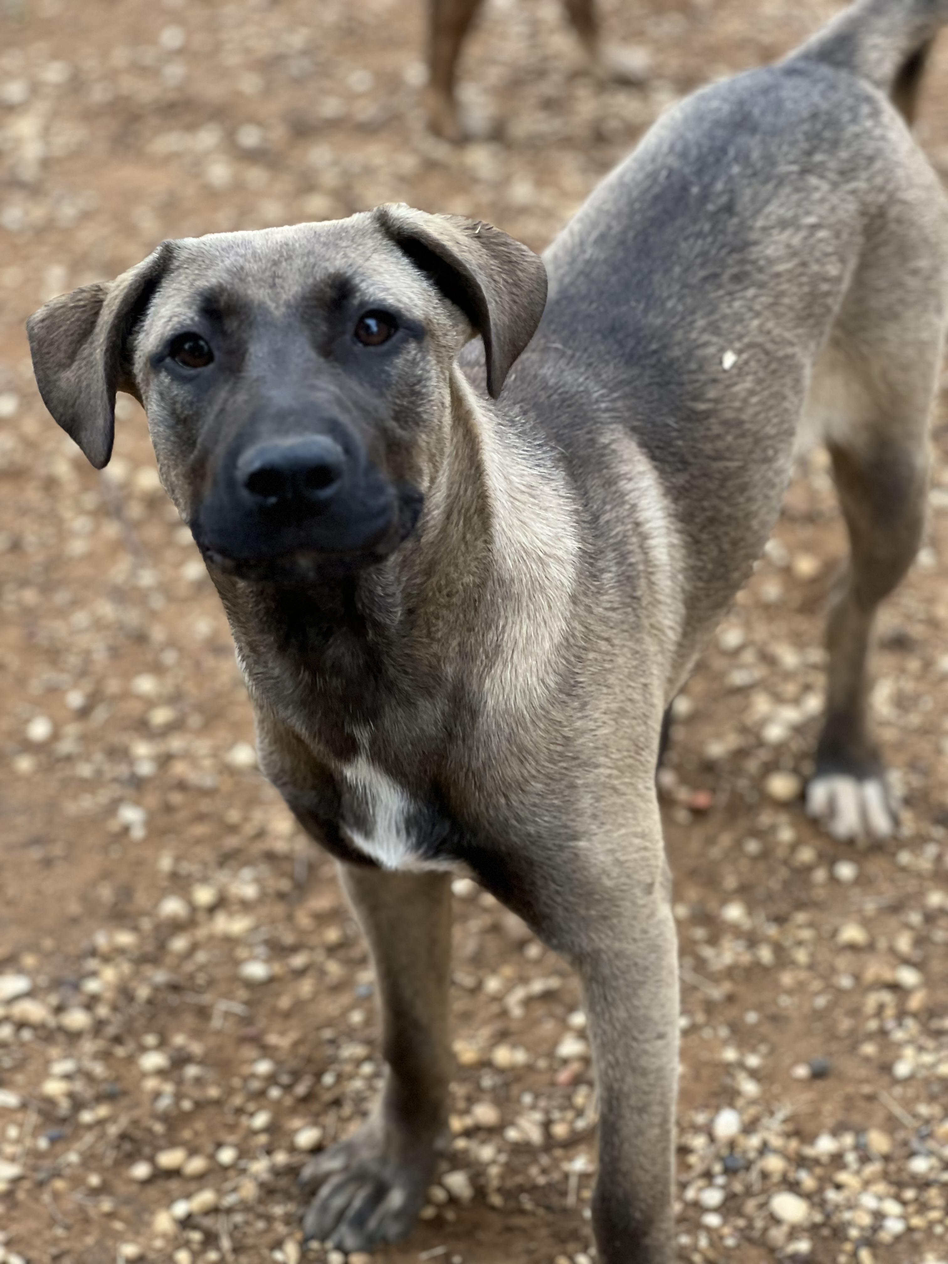 Enlarge Linus, a Adoptable mixed breed in Seguin, TX image 5/5