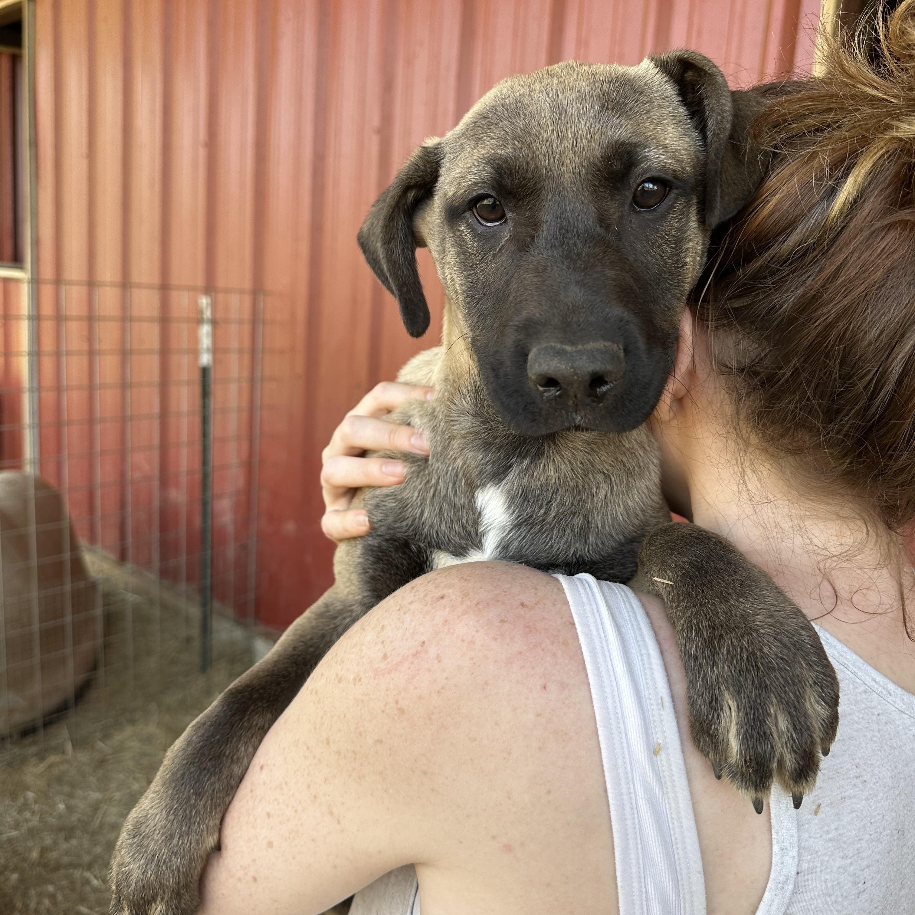 Linus, Adoptable, Puppy Male Cattle Dog.
