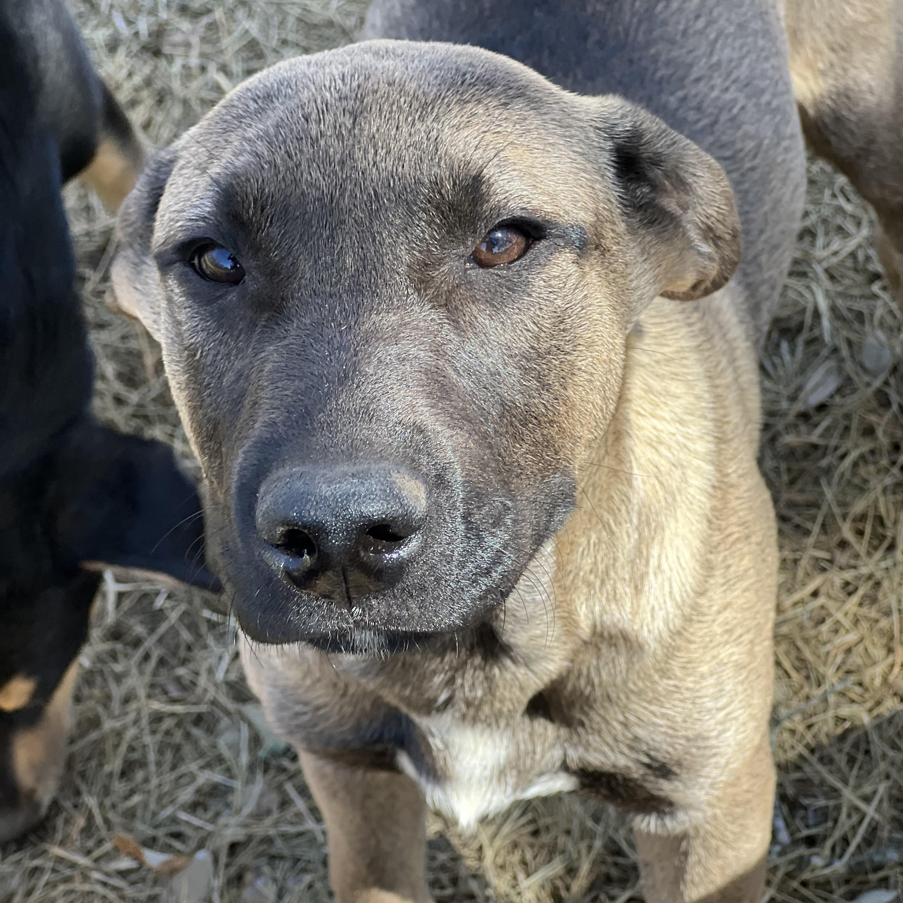Enlarge Linus, a Adoptable mixed breed in Seguin, TX image 4/5