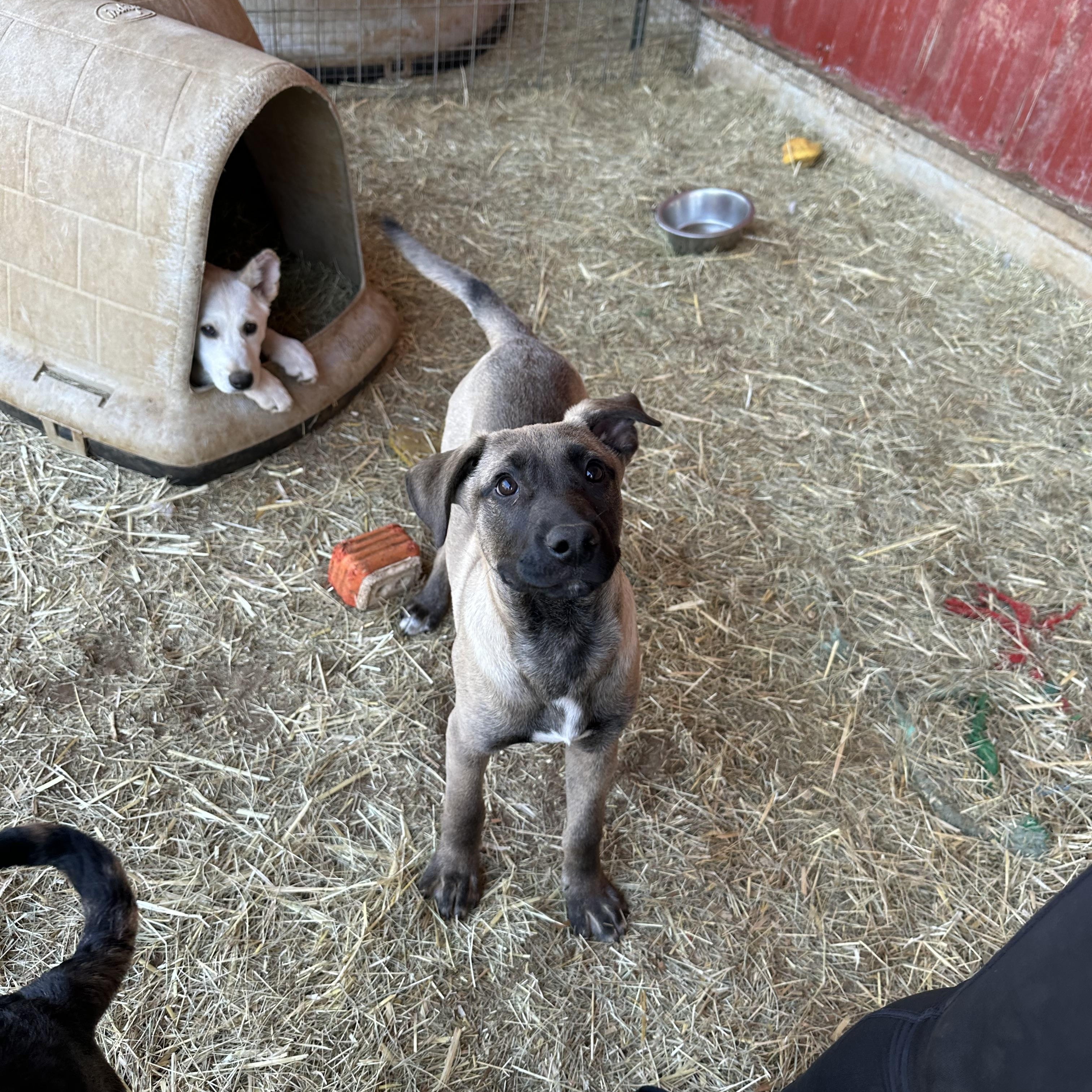 Enlarge Linus, a Adoptable mixed breed in Seguin, TX image 2/5