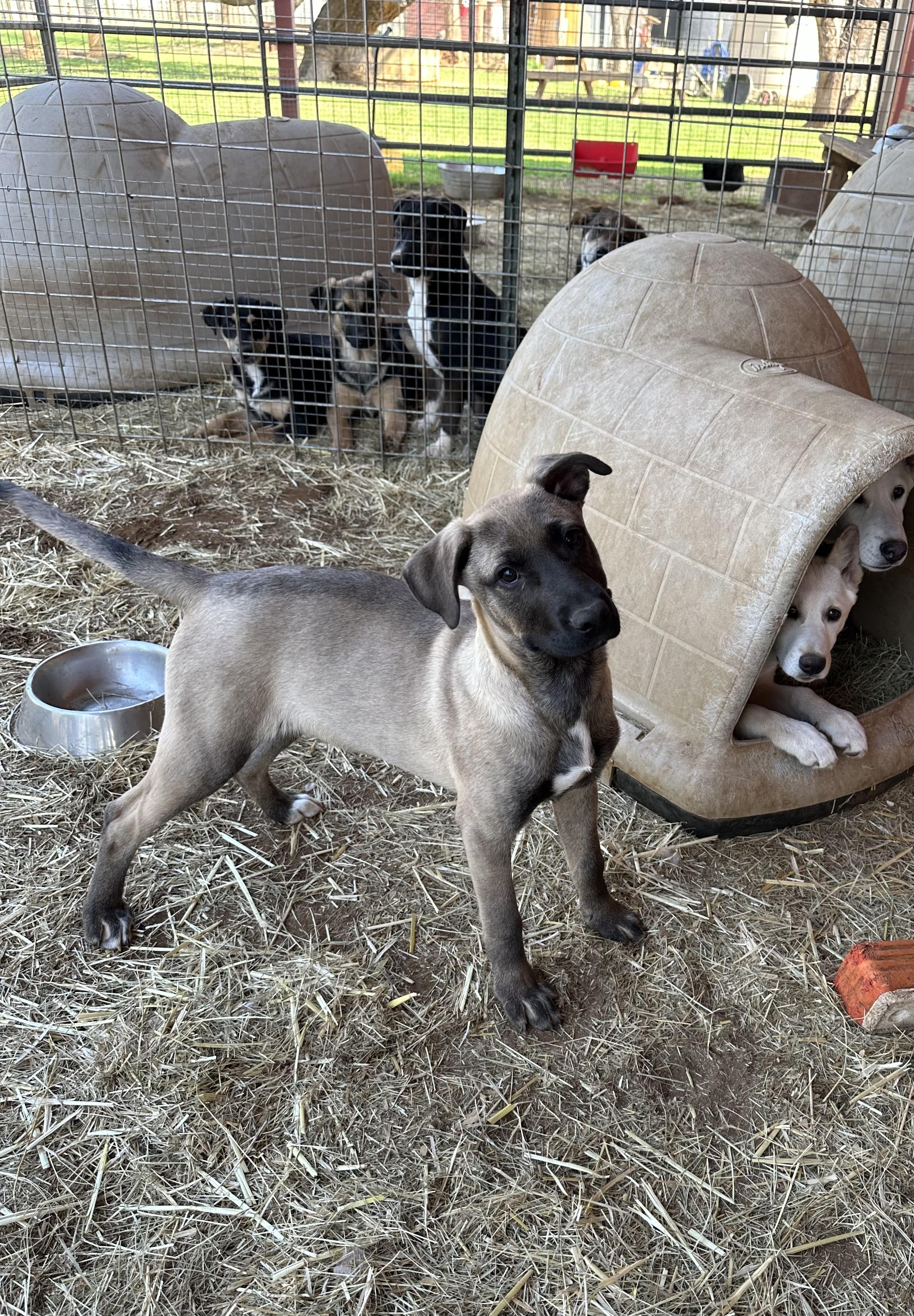 Enlarge Linus, a Adoptable mixed breed in Seguin, TX image 4/5