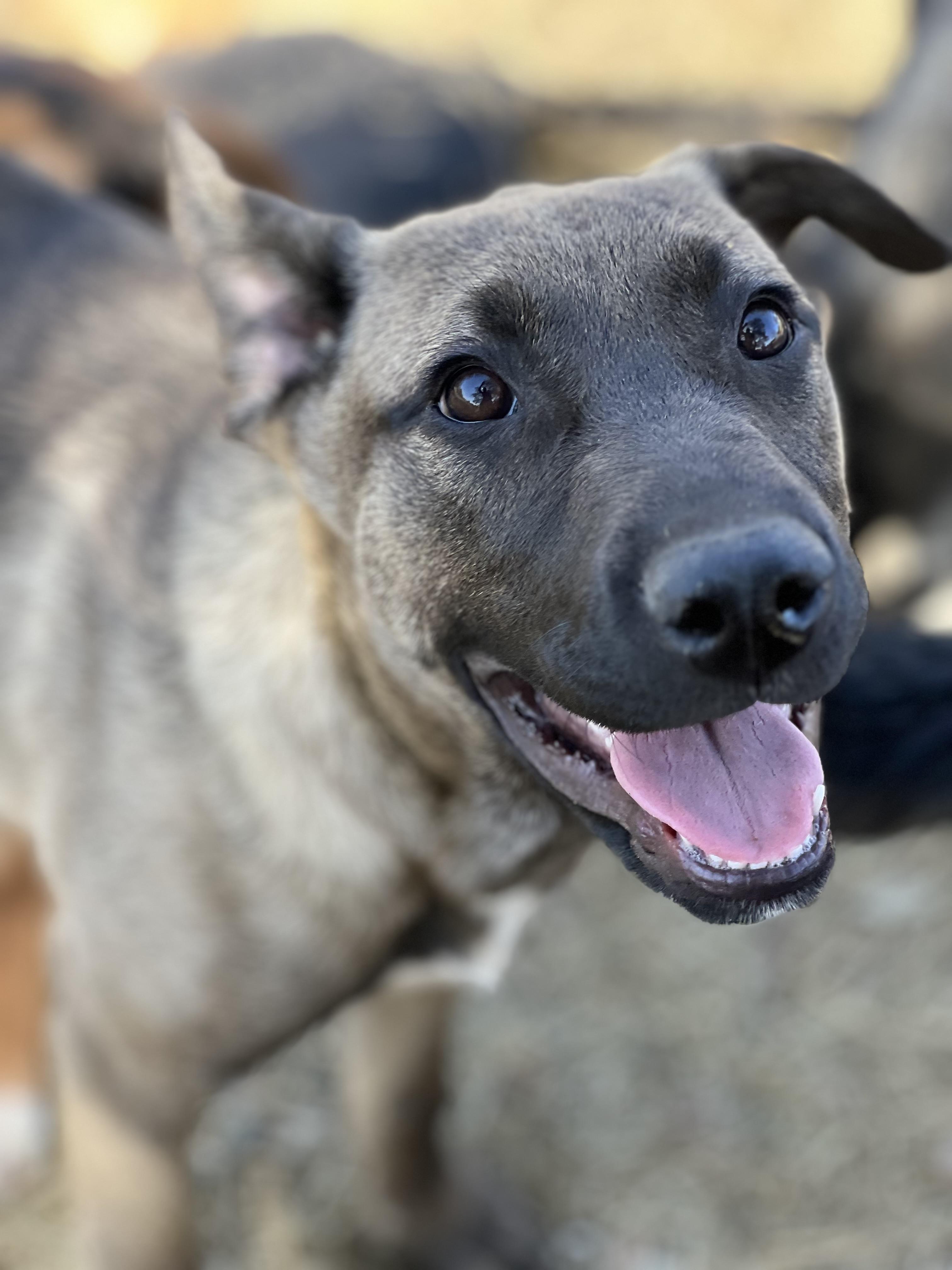 Enlarge Linus, a Adoptable mixed breed in Seguin, TX image 3/5