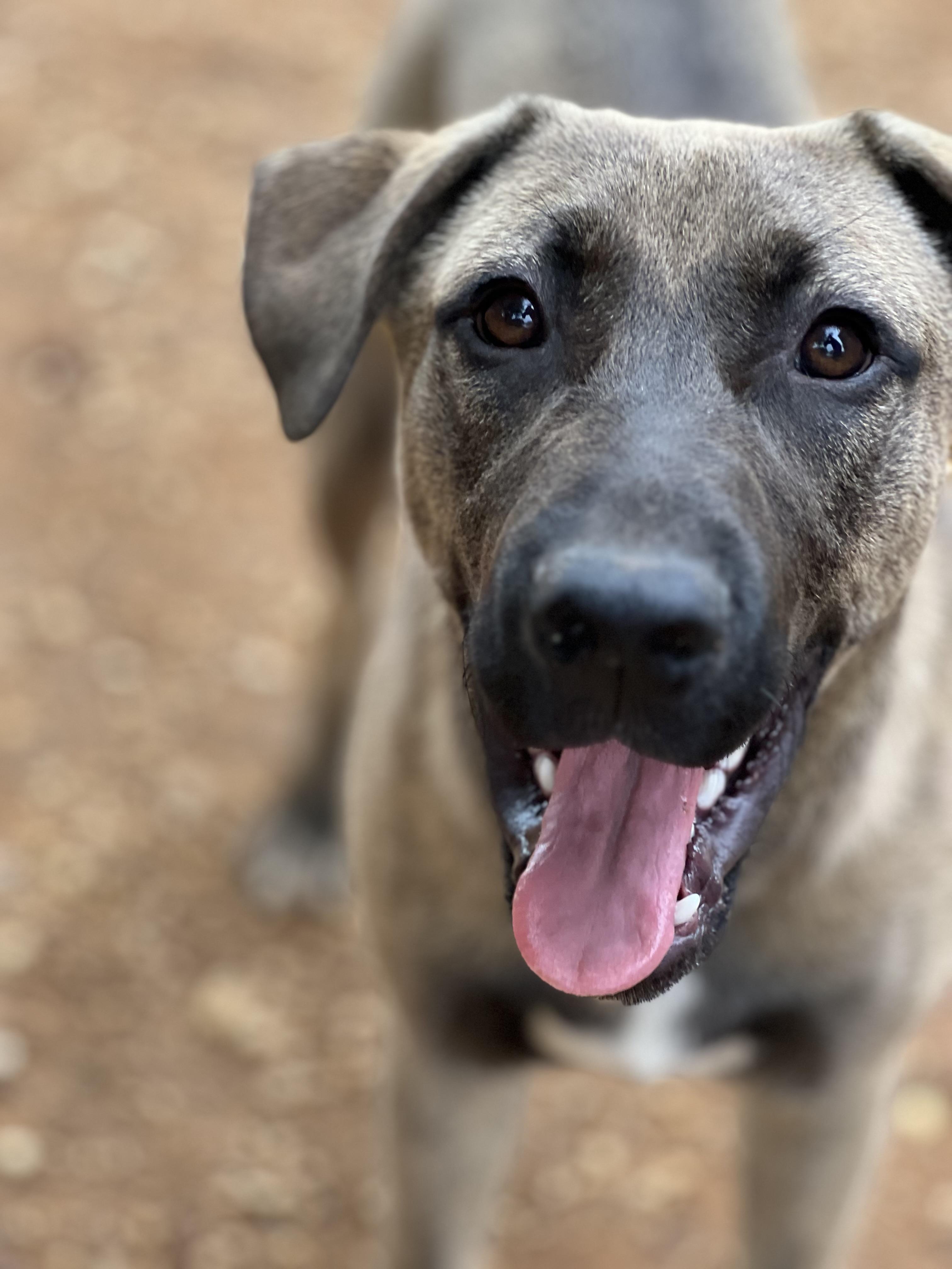 Linus, Adoptable, Puppy Male Cattle Dog.