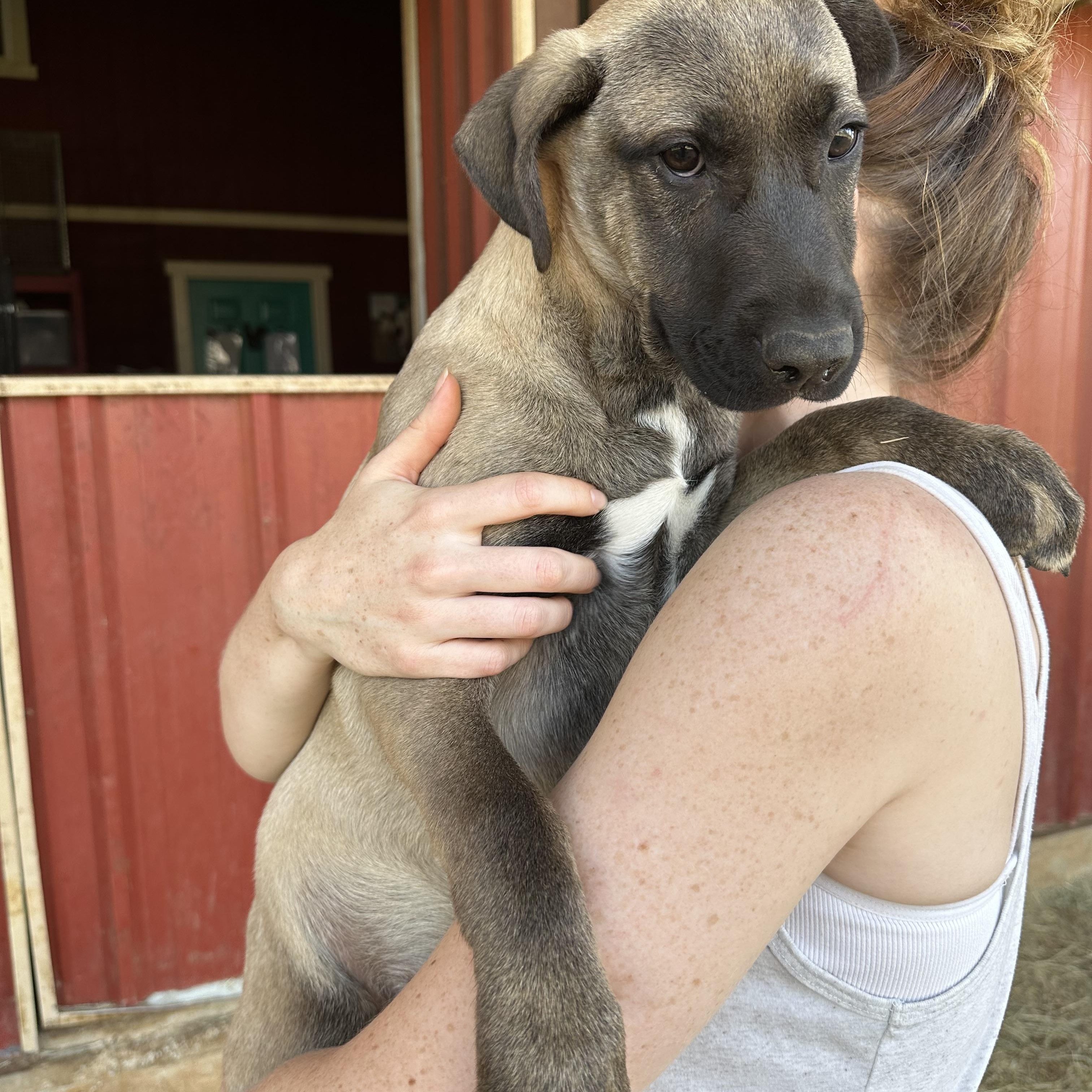Enlarge Linus, a Adoptable mixed breed in Seguin, TX image 3/5