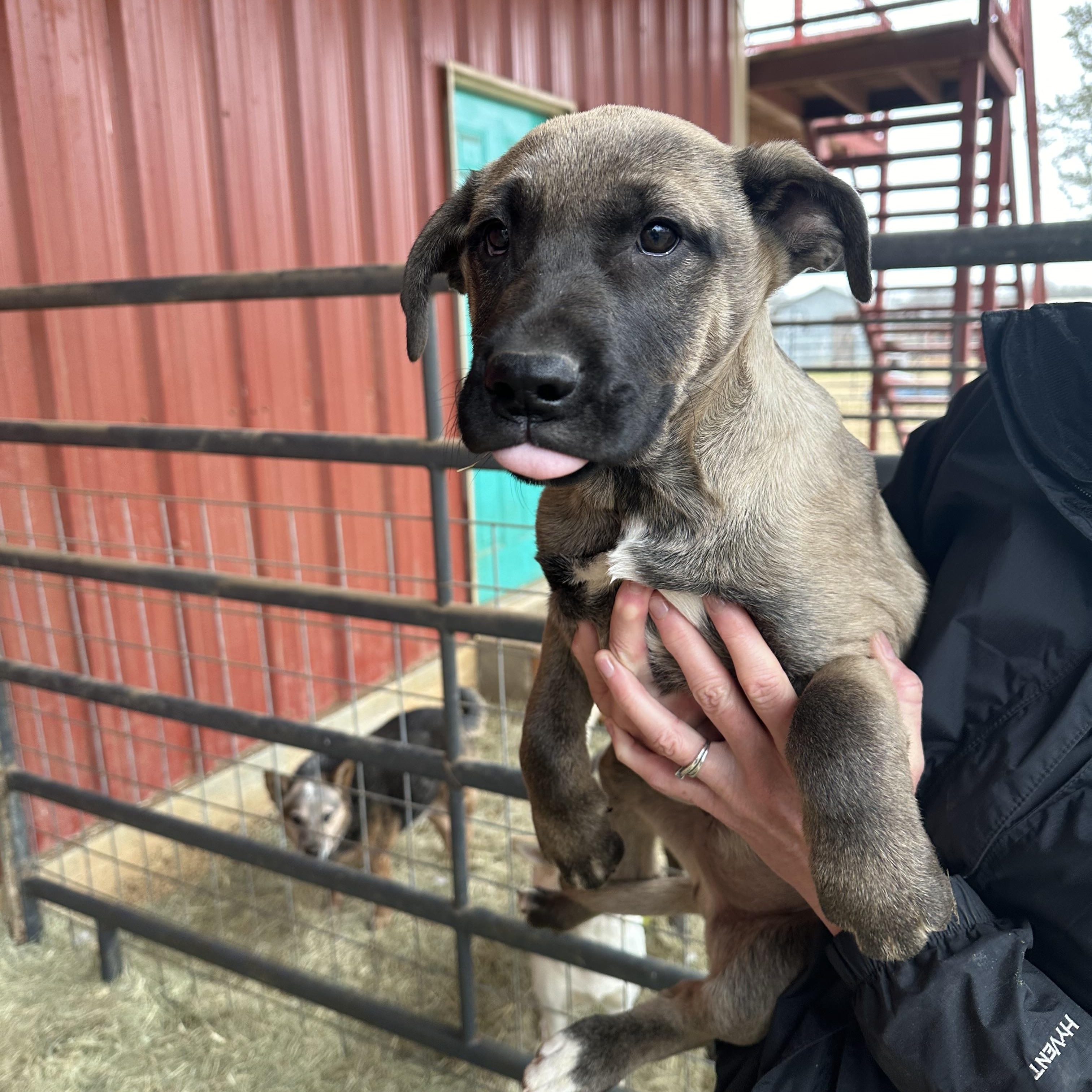 Enlarge Linus, a Adoptable mixed breed in Seguin, TX image 5/5