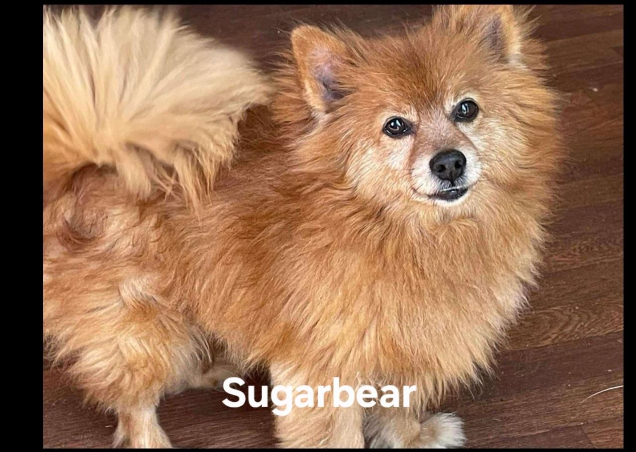 Sugarbear