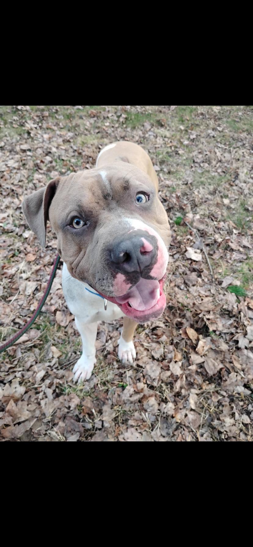 Enlarge Big Mac, a ADOPTABLE Pit Bull Terrier in Greensburg, PA image 2/4