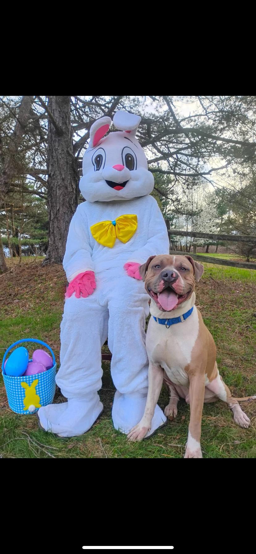 Enlarge Big Mac, a ADOPTABLE Pit Bull Terrier in Greensburg, PA image 3/4