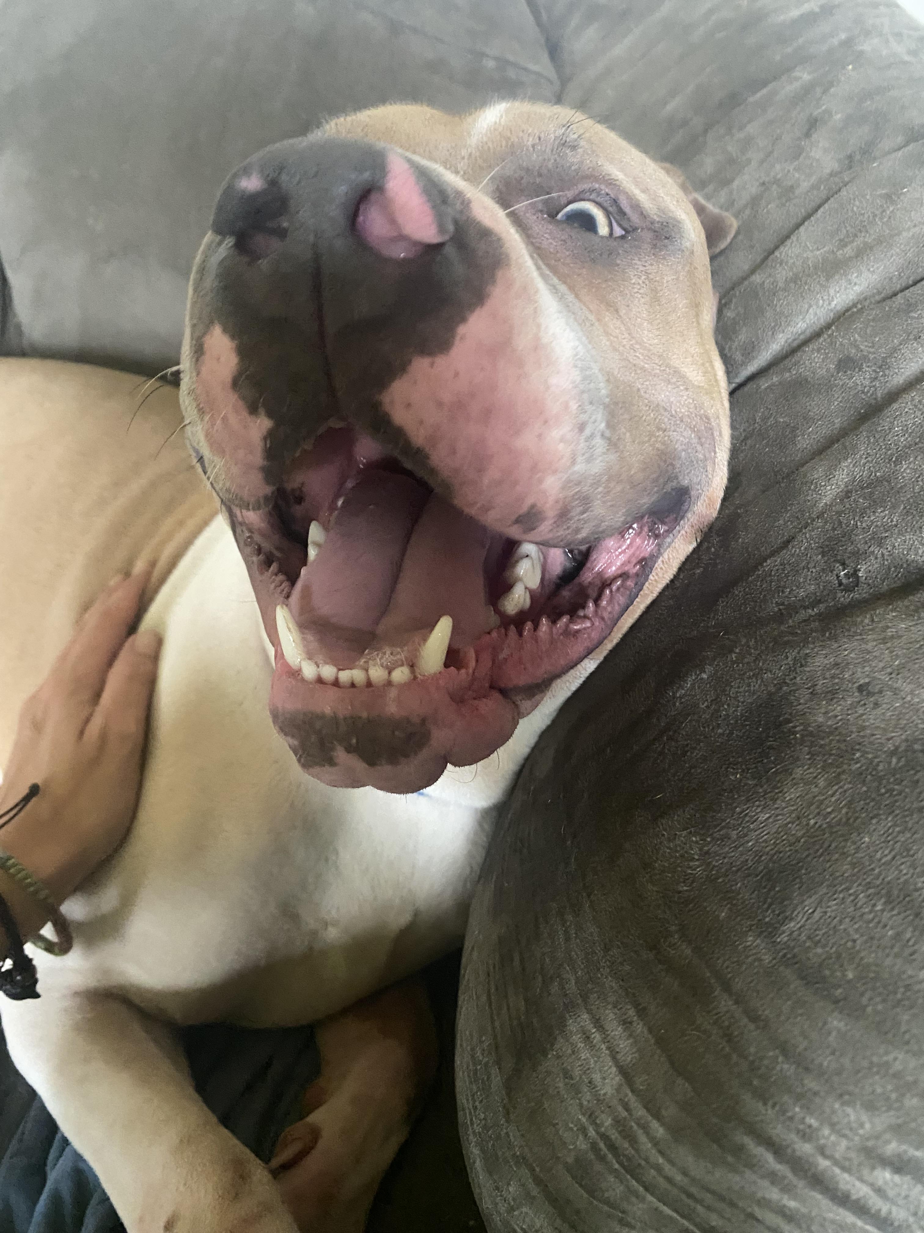 Enlarge Big Mac, a ADOPTABLE Pit Bull Terrier in Greensburg, PA image 4/4
