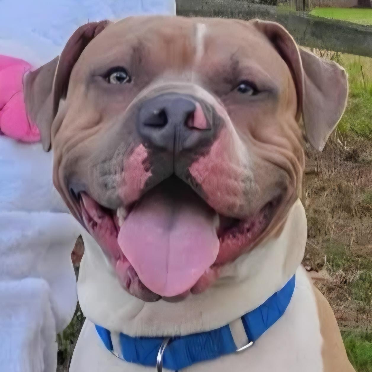 Big Mac, adopted, Young Male Pit Bull Terrier.