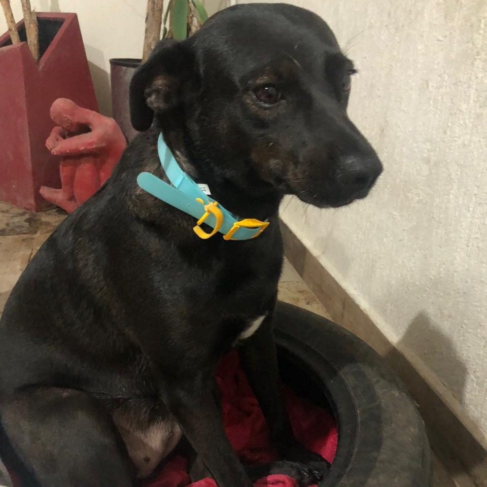 Reyna, an adopted Mixed Breed in Las Jarretaderas, NAY image 4/4