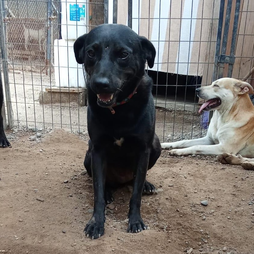 Reyna, an adopted Mixed Breed in Las Jarretaderas, NAY image 1/4