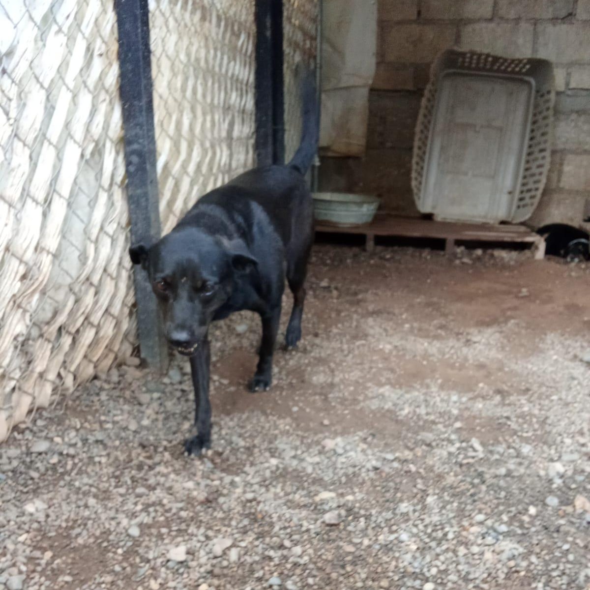 Reyna, an adopted Mixed Breed in Las Jarretaderas, NAY image 3/4