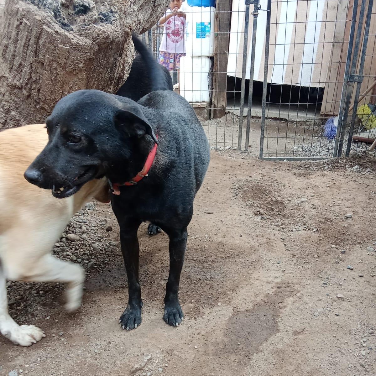 Reyna, an adopted Mixed Breed in Las Jarretaderas, NAY image 2/4