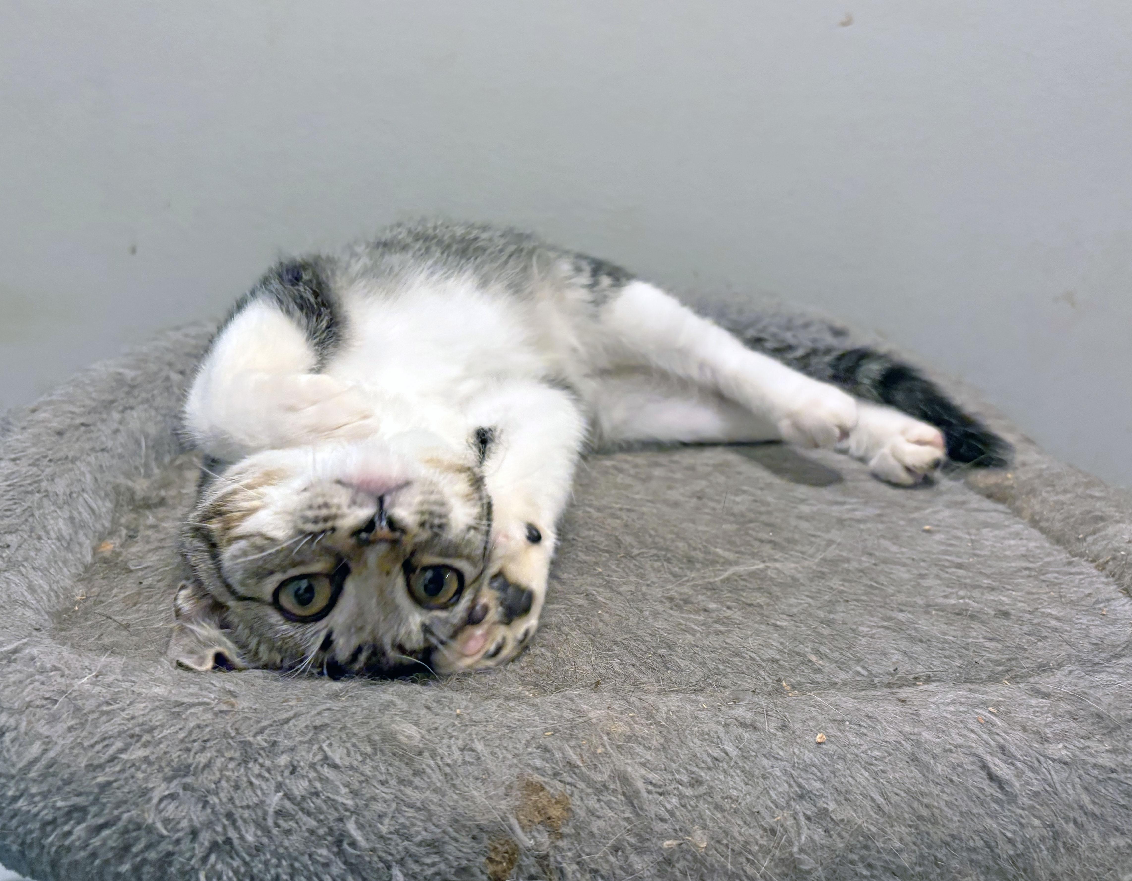 Enlarge Dottie, a Adoptable Domestic Short Hair in Mauldin, SC image 6/6