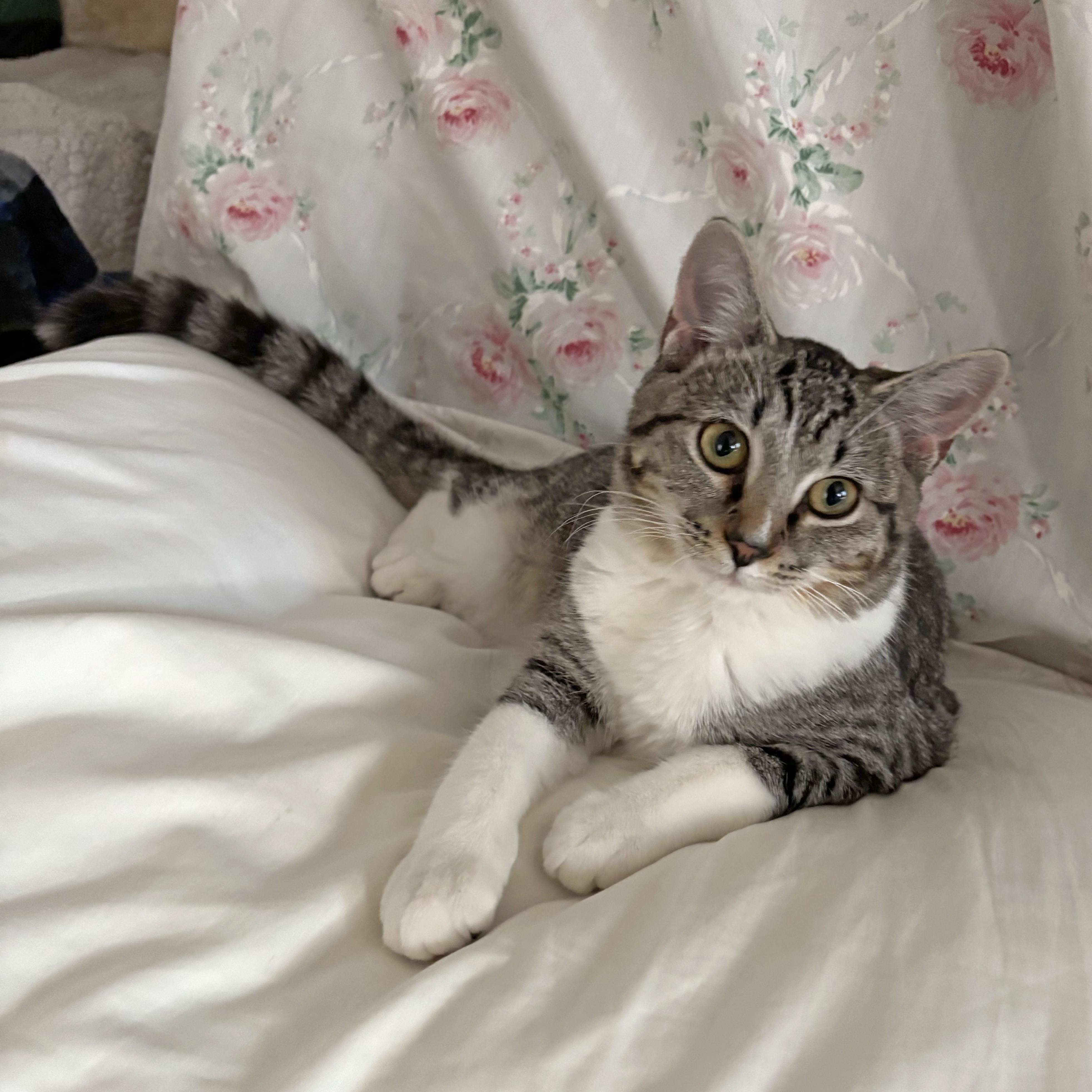 Enlarge Dottie, a Adoptable Domestic Short Hair in Mauldin, SC image 1/6