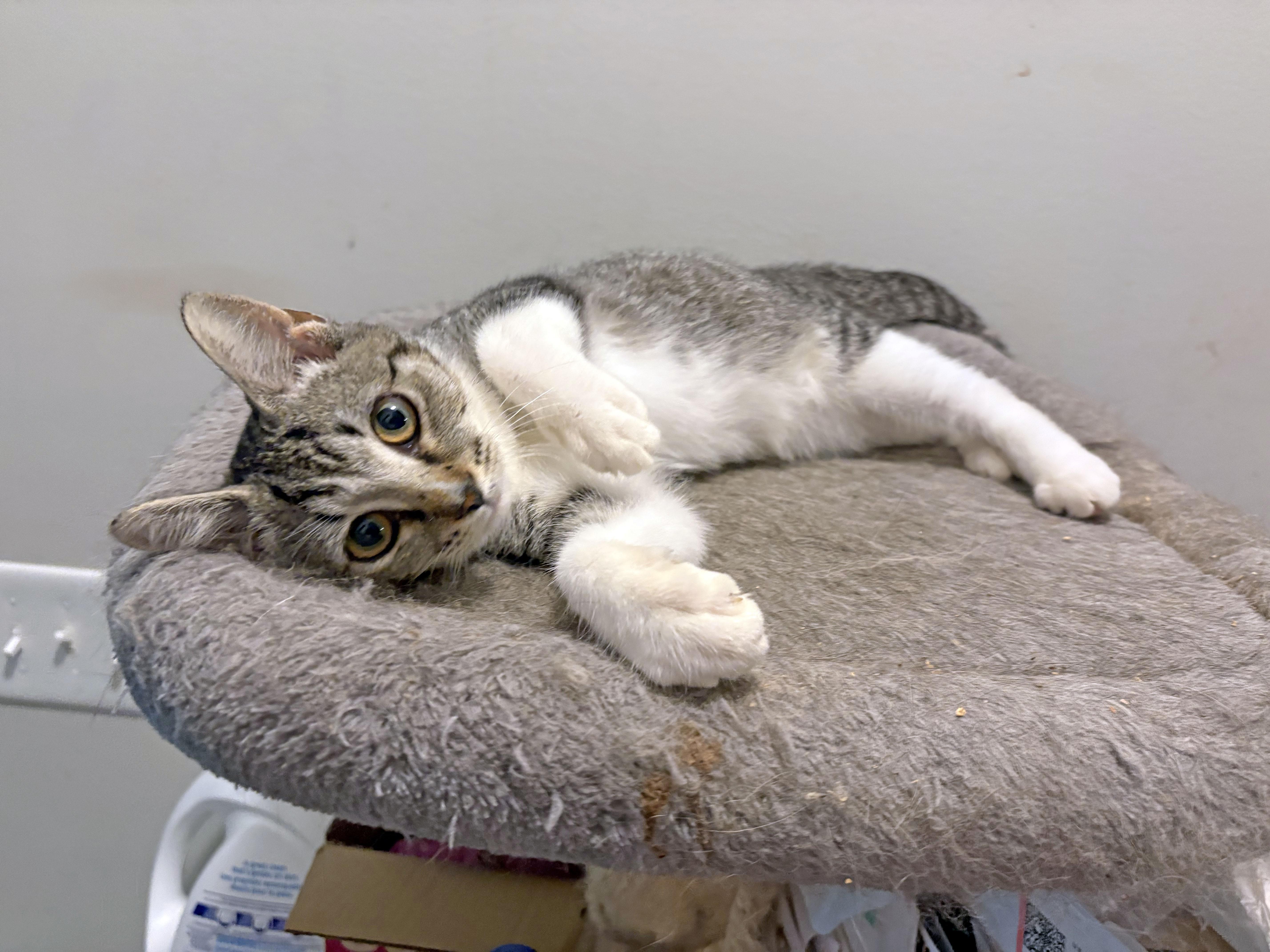 Enlarge Dottie, a Adoptable Domestic Short Hair in Mauldin, SC image 4/6