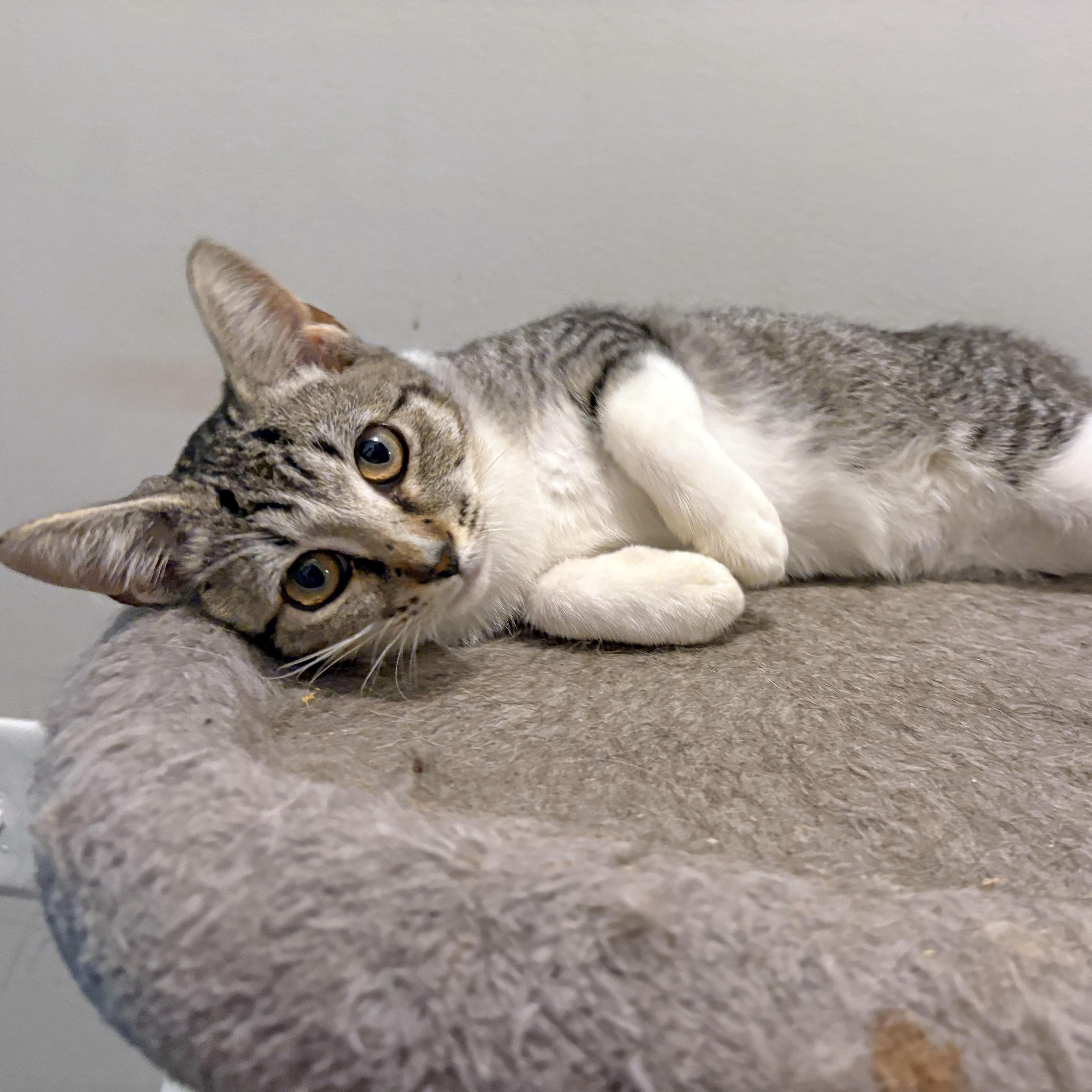 Enlarge Dottie, a Adoptable Domestic Short Hair in Mauldin, SC image 3/6