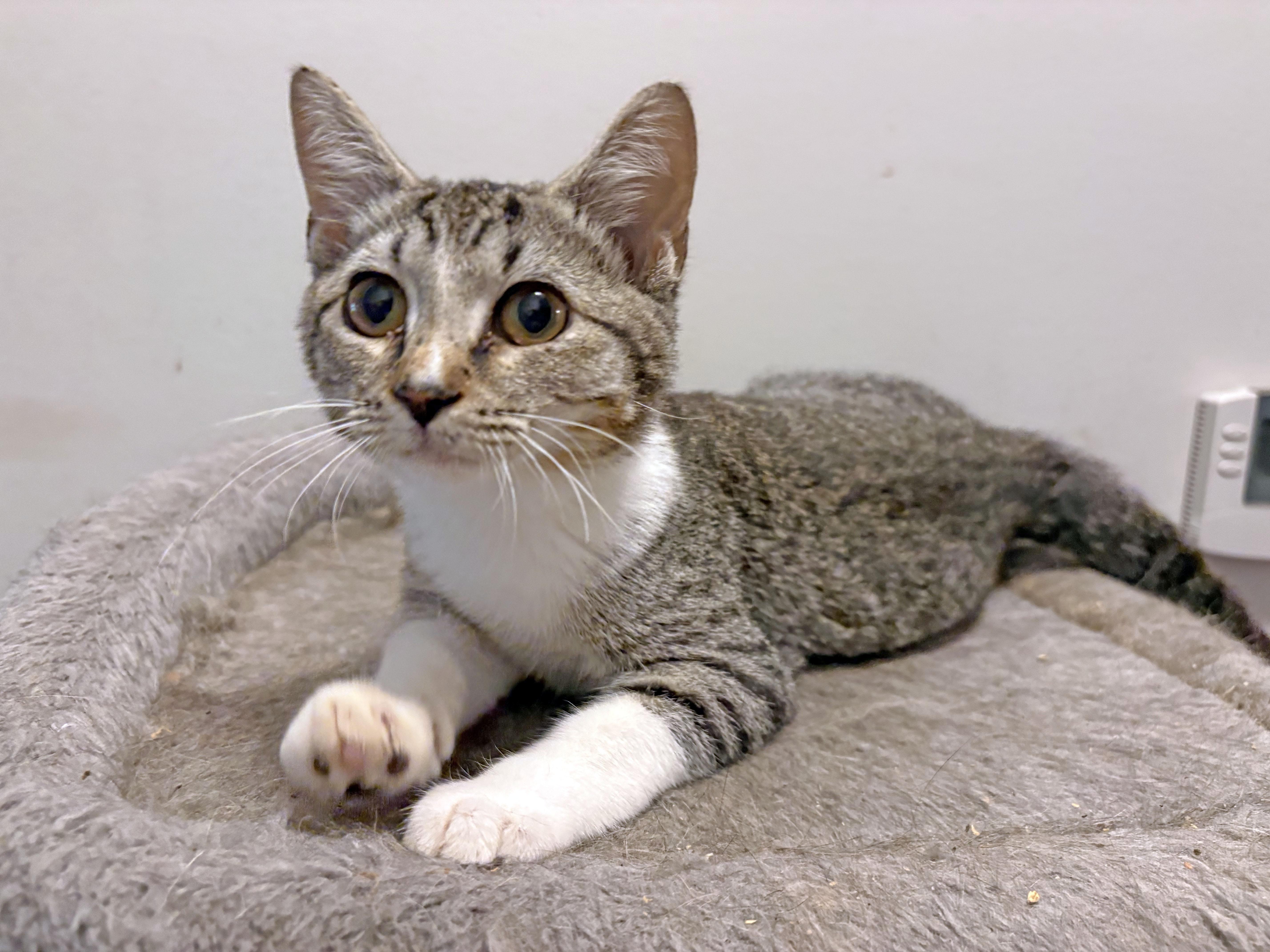 Enlarge Dottie, a Adoptable Domestic Short Hair in Mauldin, SC image 5/6