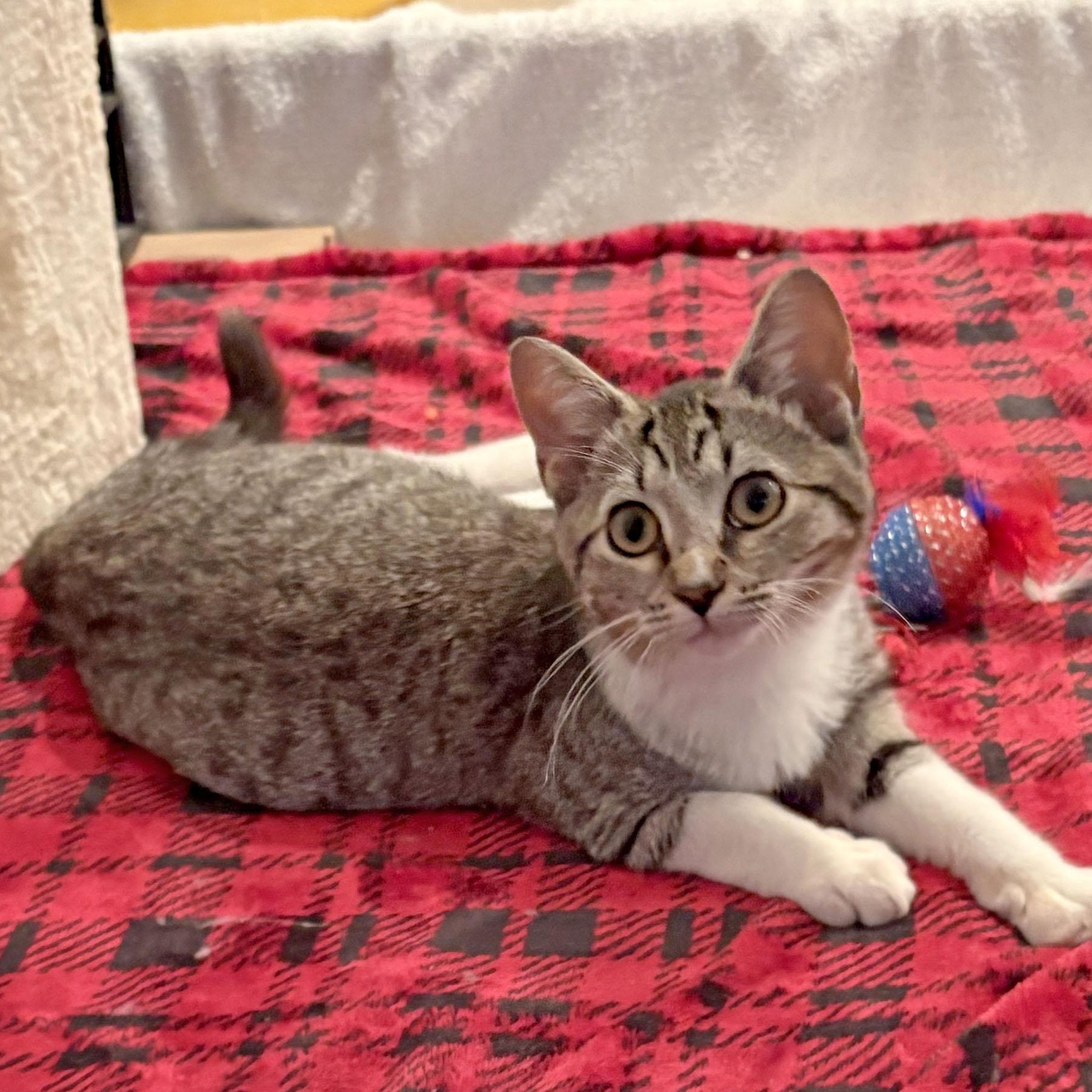 Enlarge Dottie, a Adoptable Domestic Short Hair in Mauldin, SC image 2/6